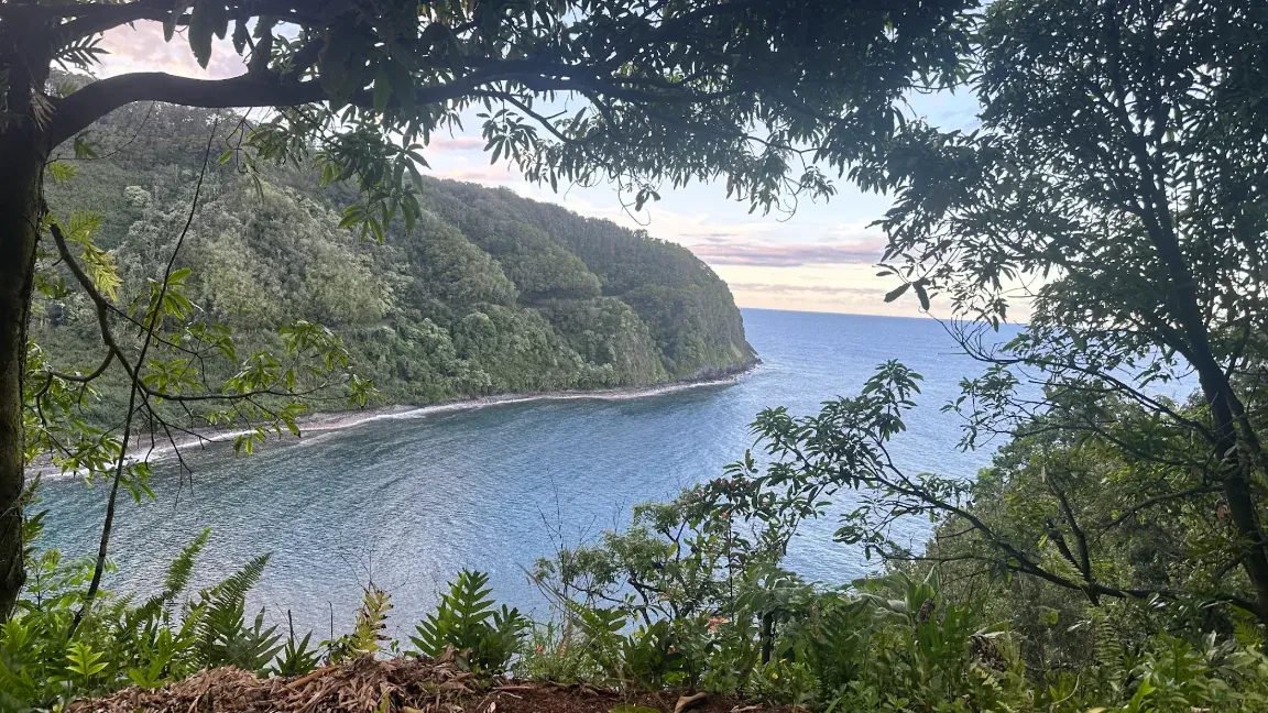 Rainforest-framed view of the East Maui coastline on the Half-Day Hana tour