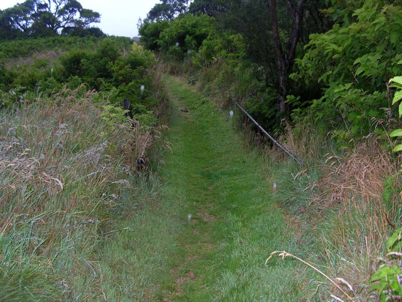 Historic footbridge in the wet Palikū Cabin area beneath Haleakalā cliffs