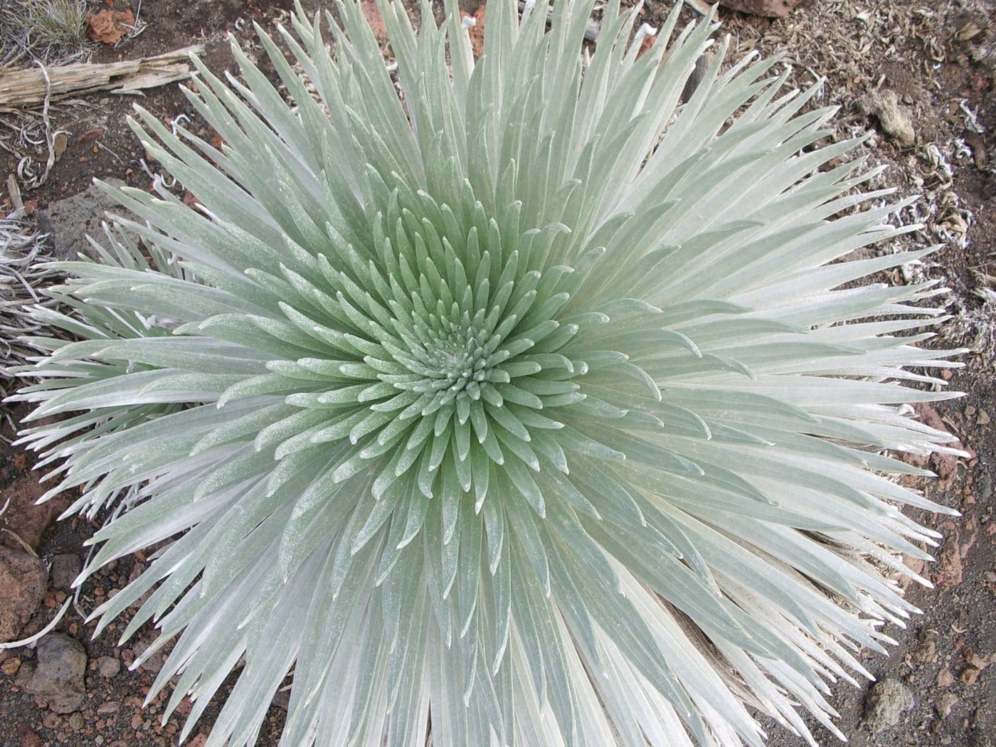 Rare ʻāhinahina silversword growing in Haleakalā’s summit landscape