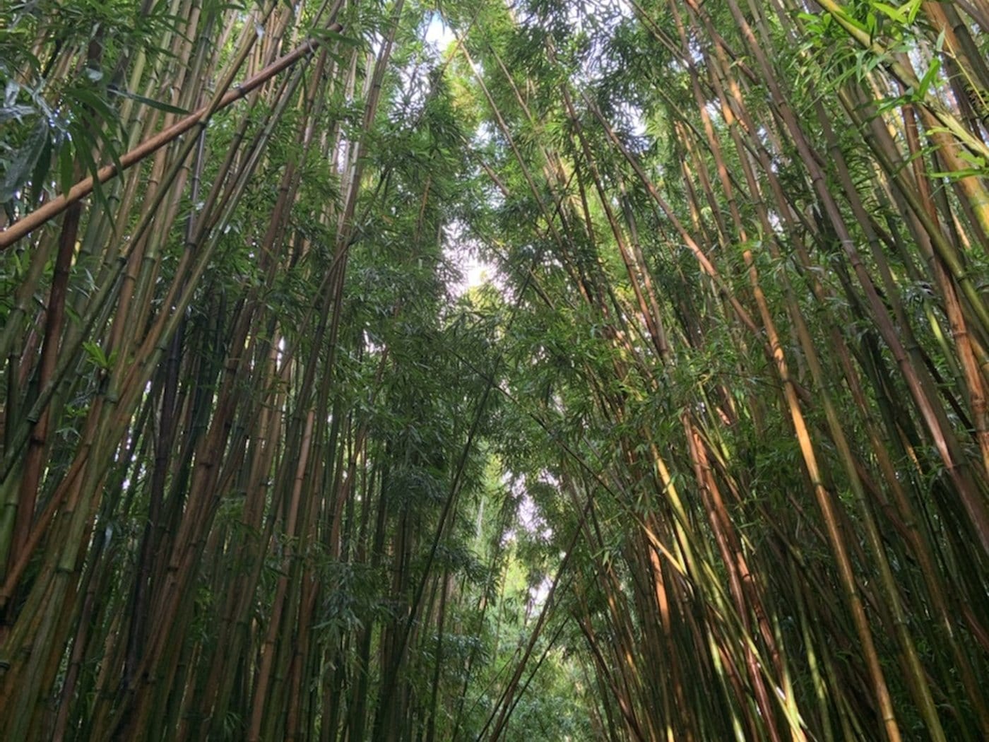 Tall bamboo arching above the Pipiwai Trail