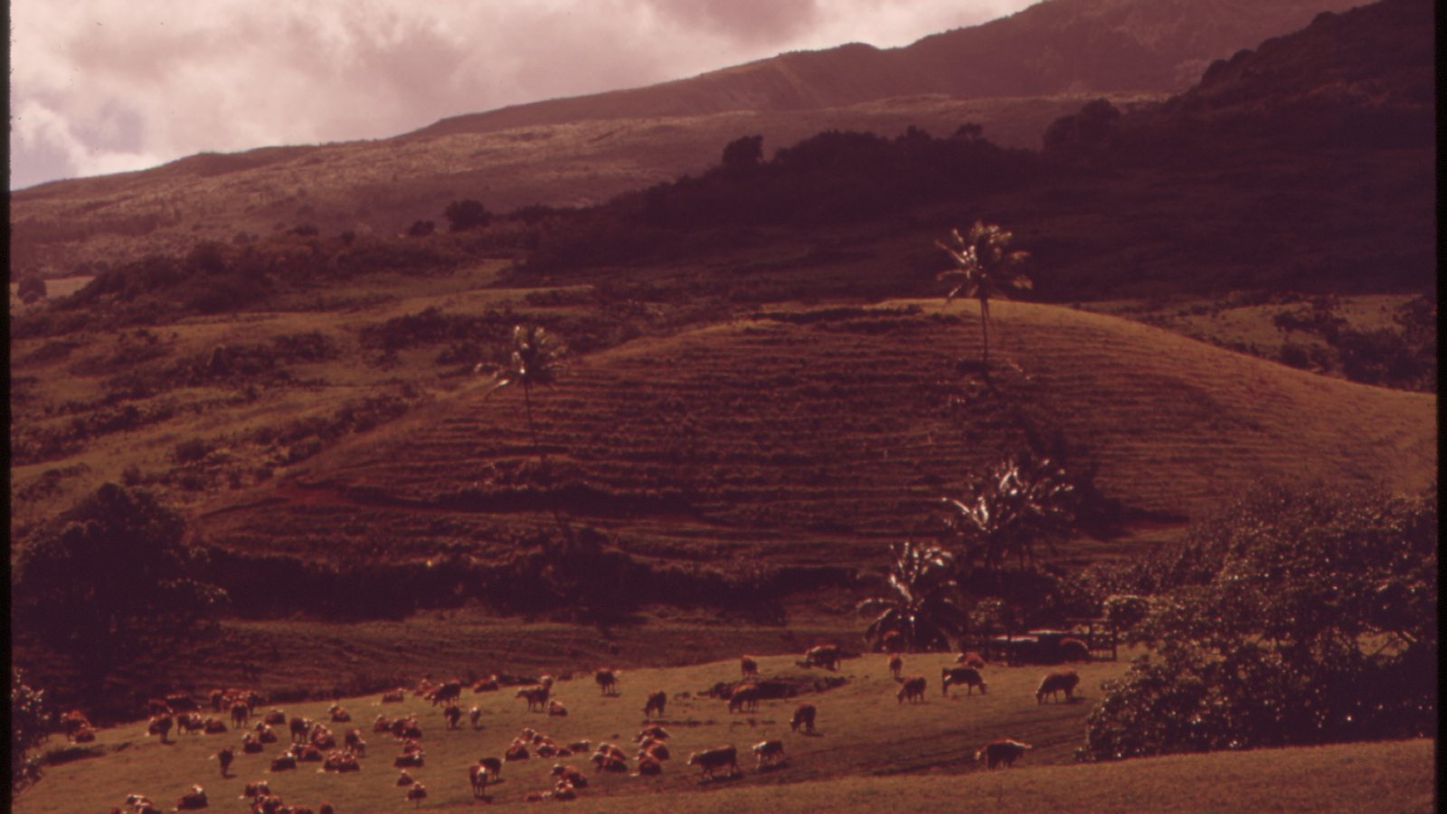 Cattle grazing across rolling agricultural land in Hāna in a 1973 DOCUMERICA photograph