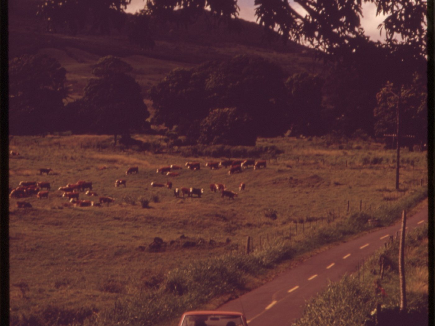 Cattle beside a rural road through agricultural land in Hāna in 1973