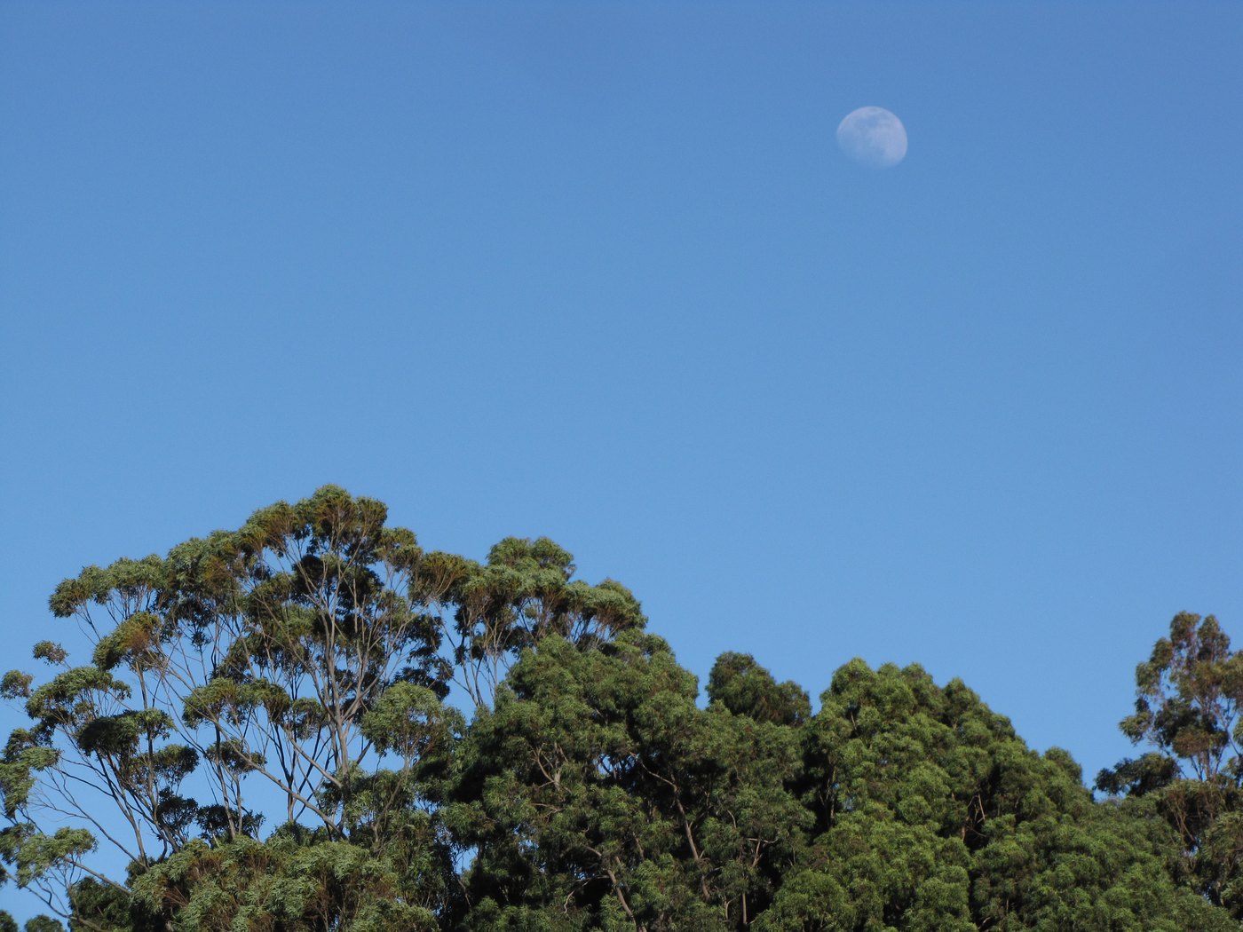 Introduced eucalyptus trees and moon at Haleakalā Ranch near Olinda