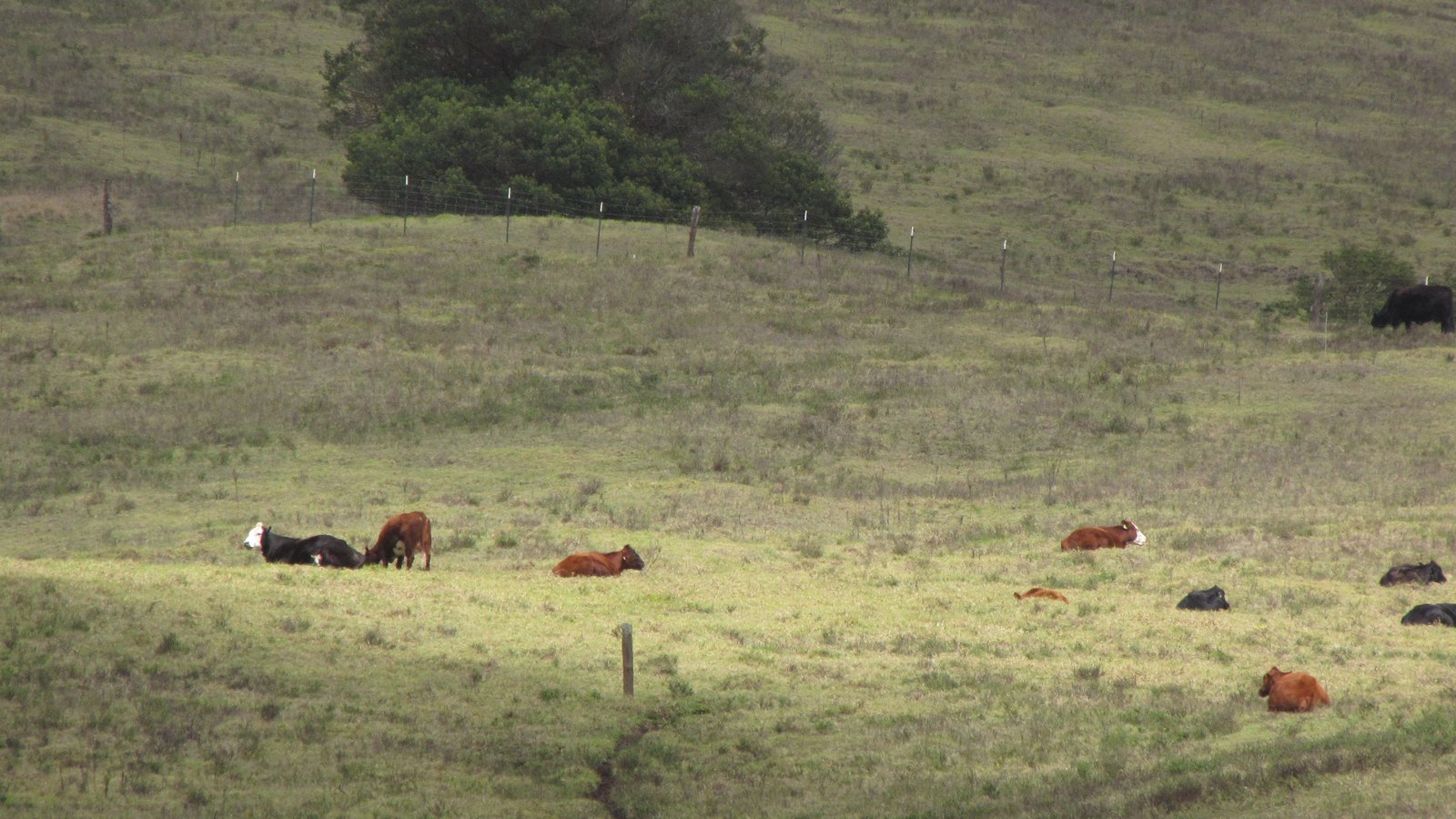 Cattle resting on rolling pasture at ʻUlupalakua Ranch on the slopes of Haleakalā