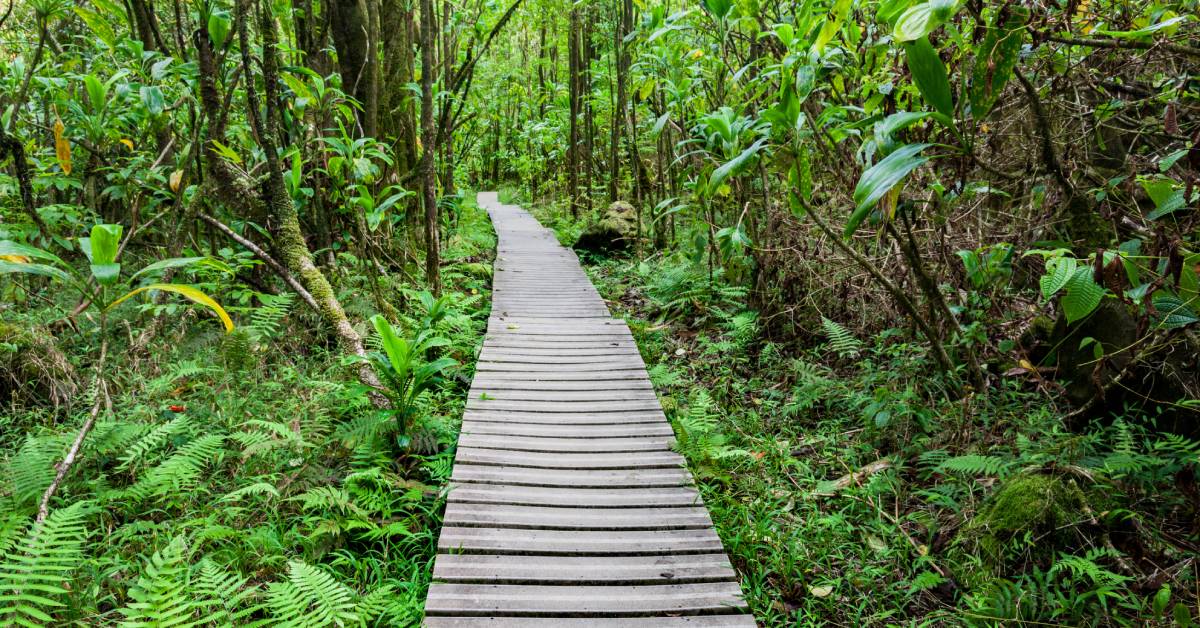 What to Expect on a Guided Pipiwai Trail Tour - Hawaii By Storm tour image 2