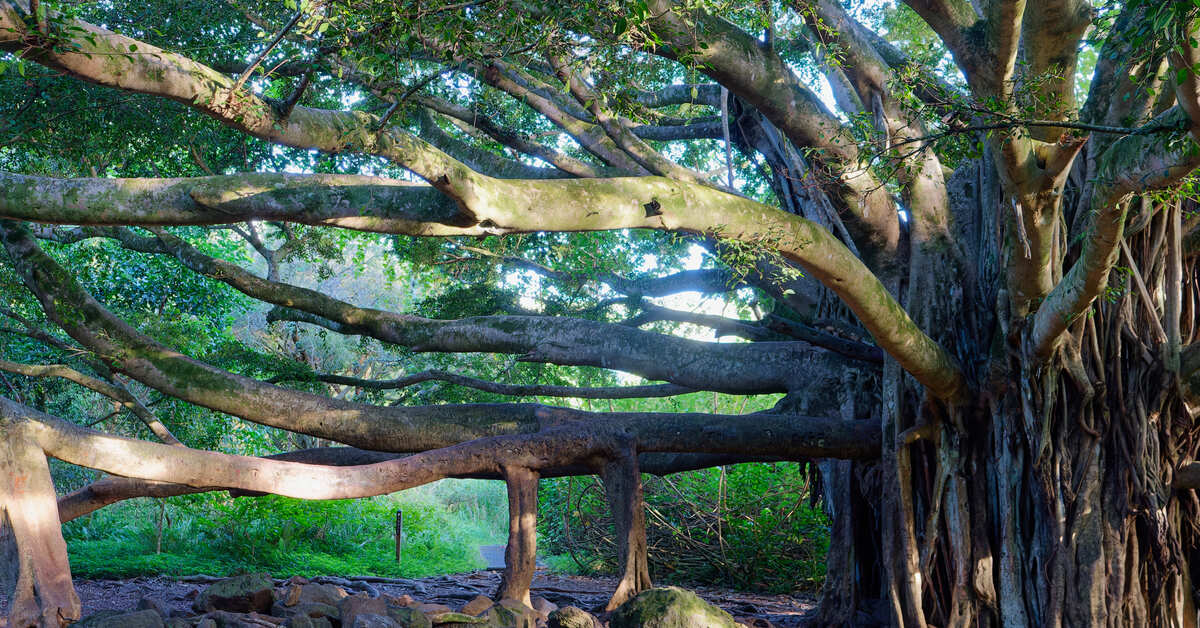 The large banyan on the Pipiwai Trail with spreading limbs and aerial roots