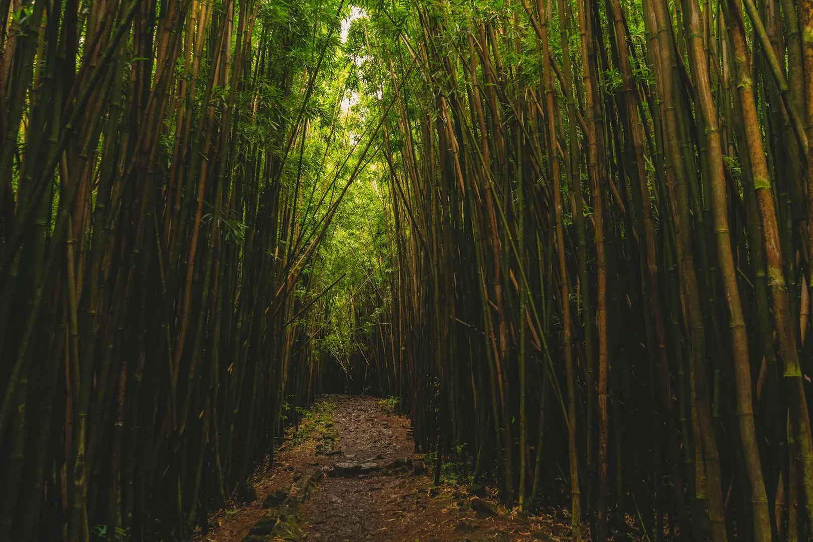 5 Tips for Hiking the Pipiwai Trail Like a Local - Hawaii By Storm tour image 2