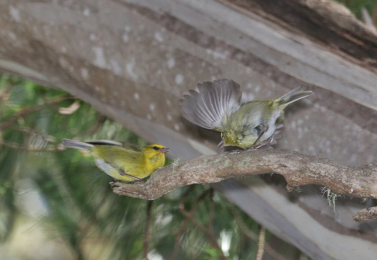 Maui ʻalauahio perched on a branch at Hosmer Grove