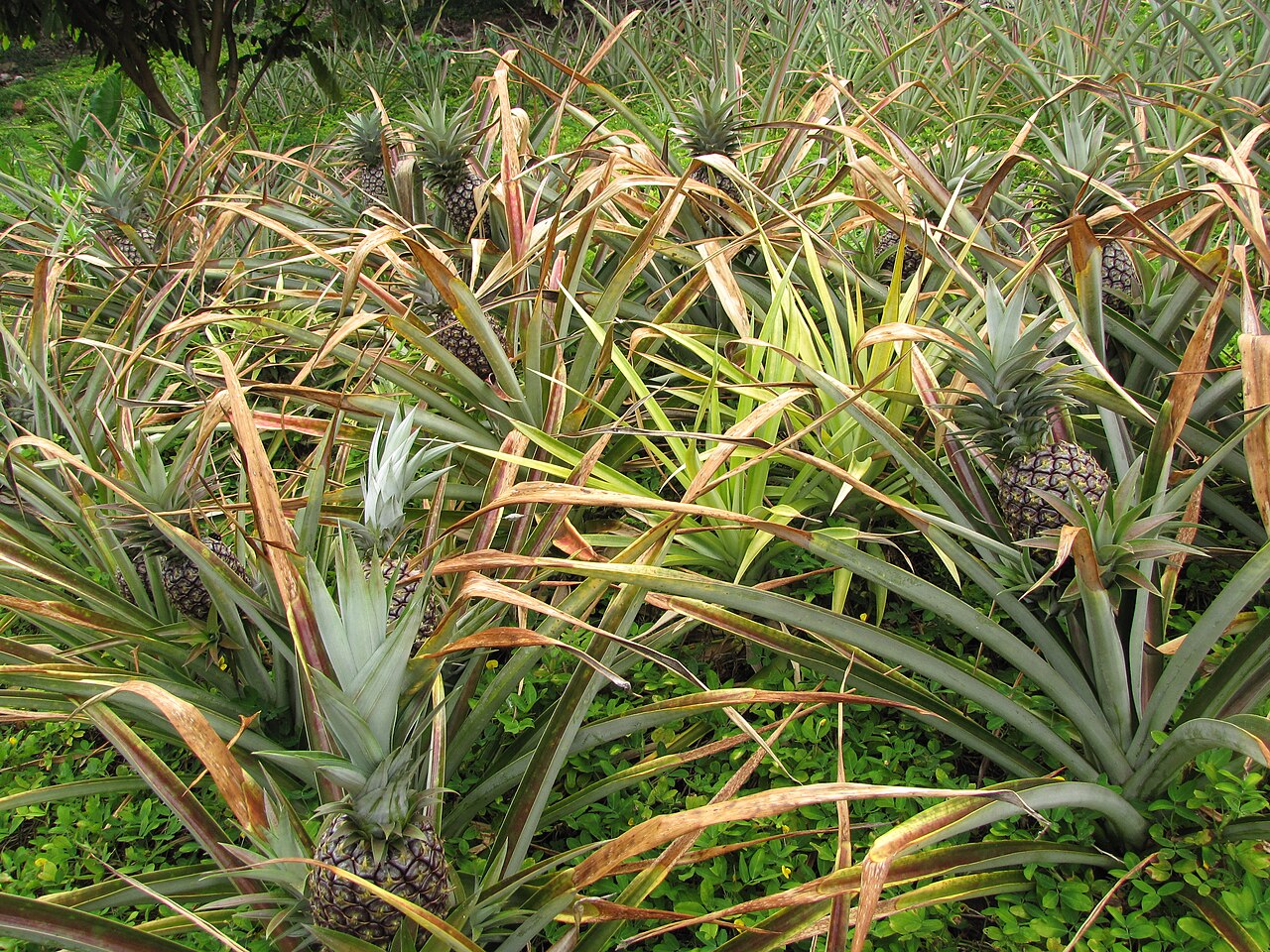 Kona Sugarloaf pineapple growing at Laulima Farm in Kīpahulu
