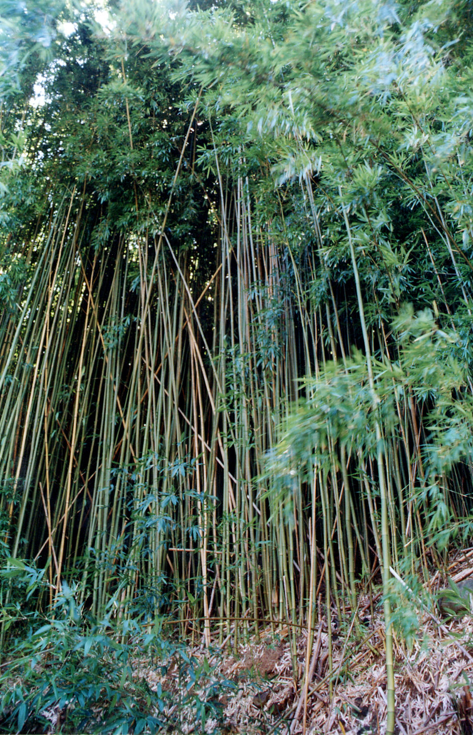 Dense bamboo growing beside the Hāna Highway