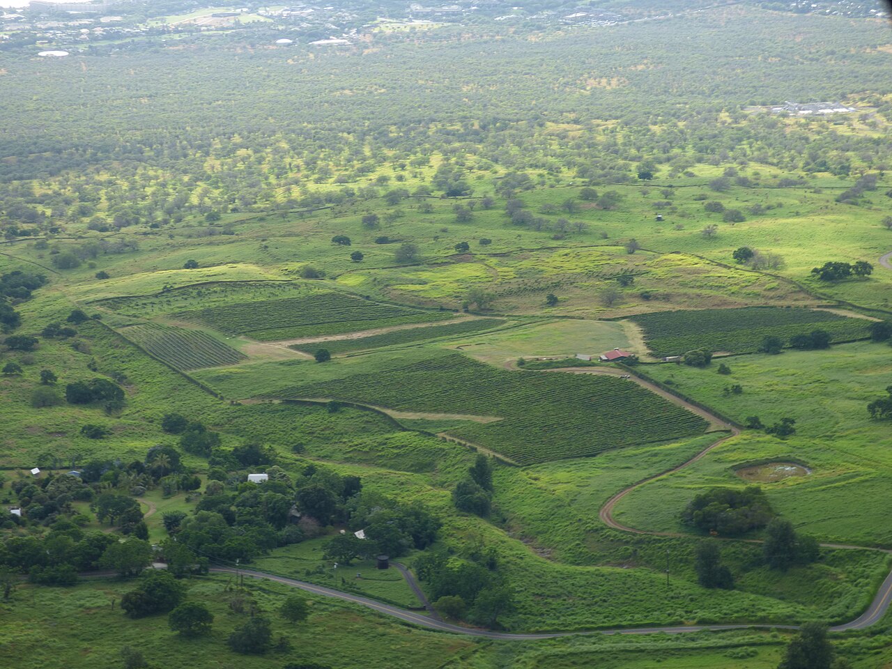 Aerial view of vineyards at ʻUlupalakua Winery on Maui